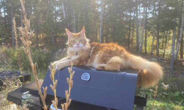 Non au trappage : protégeons nos animaux et nos foyers