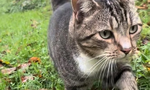 Justice pour Tuco le pauvre chat tué par balle !