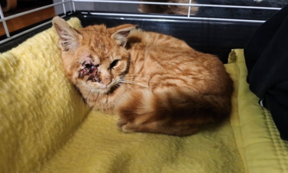 Stop aux tirs sur les animaux, justice pour Charlie !