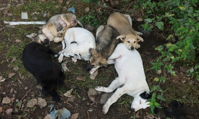 Non &agrave; l&rsquo;abattage des chiens errants dans la Creuse