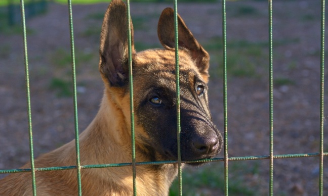 Maltraitance animale à Avignon : le calvaire d'une jeune Malinoise importée illégalement