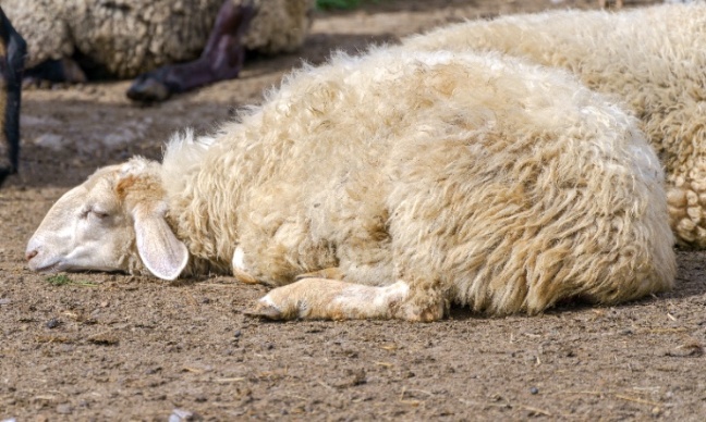 L'envers du d&eacute;cor &agrave; Rochefort-en-Terre : Cruaut&eacute; animale et menace d'&eacute;pid&eacute;mie humaine