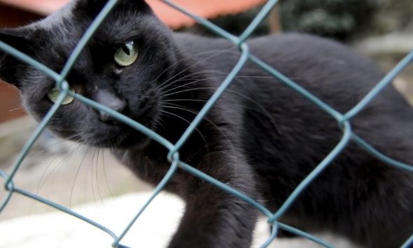 Justice pour le chat abattu au Porge