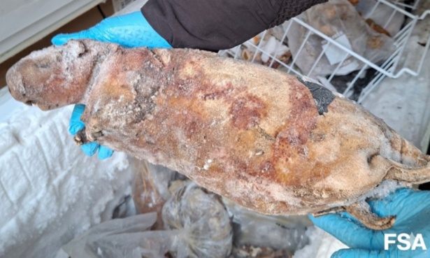 Arrêtez la viande sauvage : Protégez les espèces menacées et la santé publique !