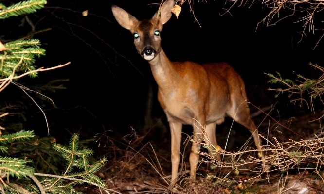 Stop &agrave; la pollution lumineuse qui d&eacute;truit les animaux !