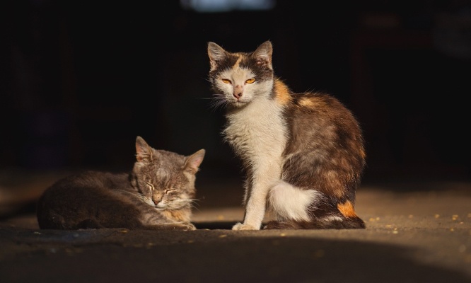 Pour la suppression des pseudos associations de protection animale