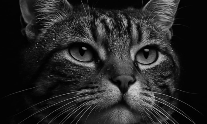 Interdisez l’exercice à ce vétérinaire véreux dans ma région