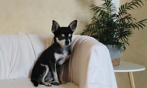 Pour que le livreur qui a tué notre chien soit sanctionné