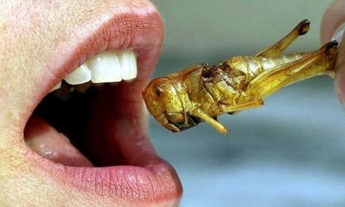 Qu'on arrête de vouloir nous faire manger à tout prix des insectes !