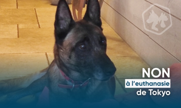 Pas de trêve de Noël pour les animaux : le maire de Roanne ordonne l’euthanasie de Tokyo