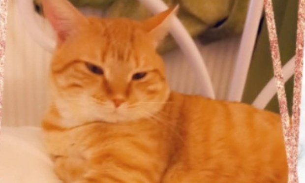 Justice pour notre chat mort de froid à cause d'une chaudière défectueuse !