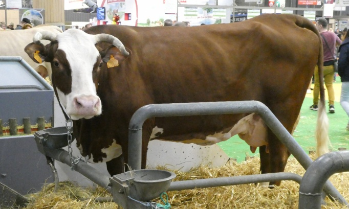 NON au Salon de l’Agriculture 2026 sans toutes les vaches !