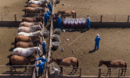 Arr&ecirc;tez les fermes de sang : Mettez fin &agrave; la torture des juments gestantes pour des profits industriels !
