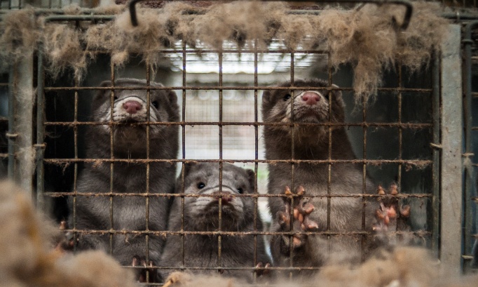 Arr&ecirc;tez le commerce du sang : exigez un interdiction mondiale permanente de l'&eacute;levage de fourrure !