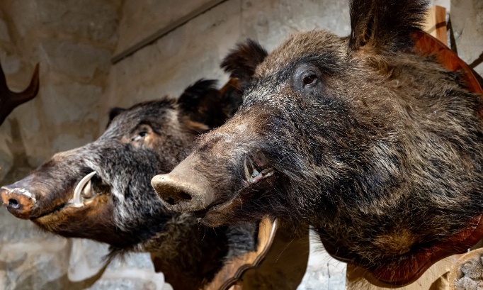 La vie n'est pas un troph&eacute;e : Interdisez l'importation et la chasse des esp&egrave;ces sauvages menac&eacute;es !