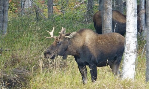 Pour l’existence du Saint Caribou