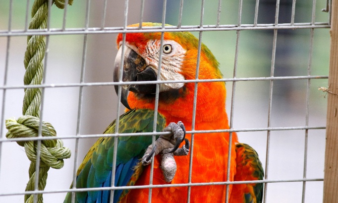 Leur maison est la nature, pas votre salon : Stop &agrave; l'exploitation des animaux exotiques !