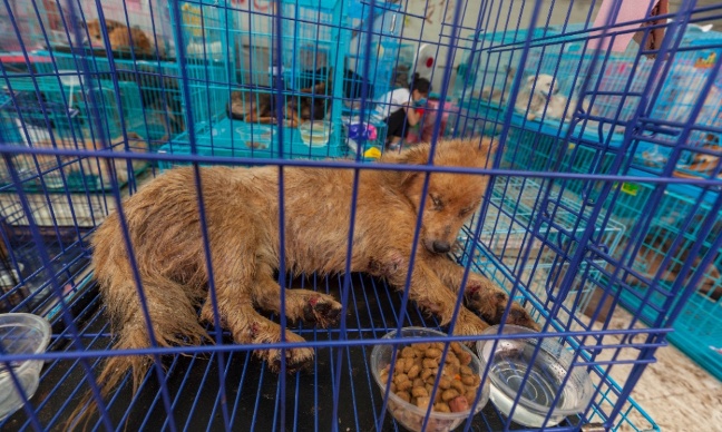 Mettre fin au festival de viande de chien de Yulin et au commerce mondial de viande de chat et de chien !