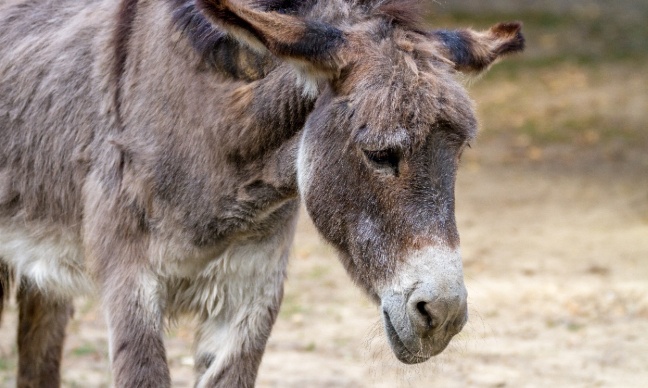 Les &acirc;nes ne sont pas des ingr&eacute;dients : Stop &agrave; la massacre pour la g&eacute;latine "de beaut&eacute;" !