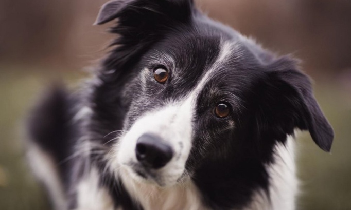 Revoir le jugement pour SPIKE, border collie tu&eacute; de 250 plombs