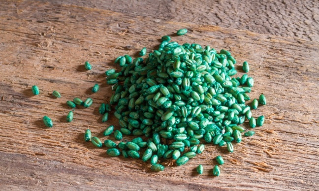 Justice pour notre petit chat Ulysse : interdisons les poisons mortels utilis&eacute;s contre les rats !