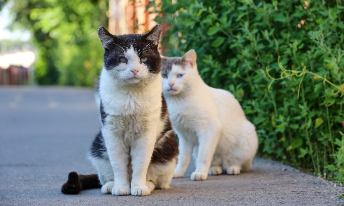Les municipalit&eacute;s ne respectent pas l'obligation de st&eacute;rilisation des chats errants