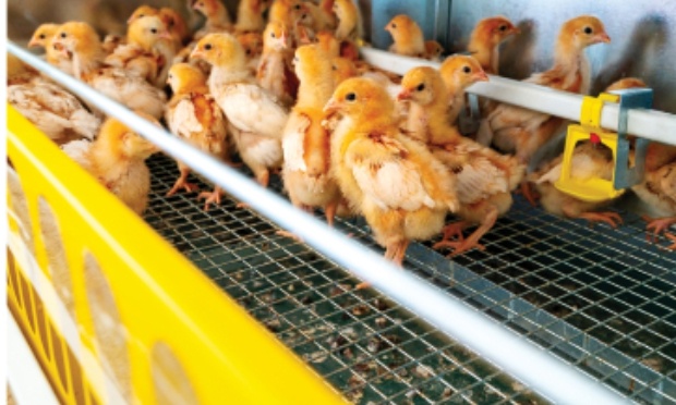 Stop &agrave; l&rsquo;&eacute;pointage une mutilation syst&eacute;matique chez les poussins pourtant &eacute;vitable !!!