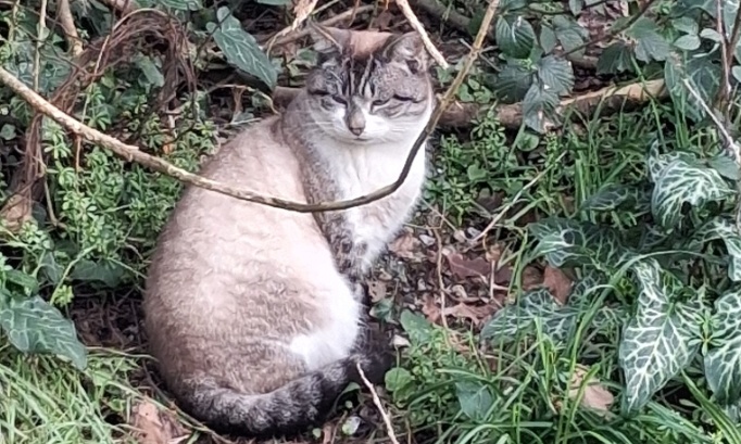 Pour une prise en charge responsable des chats errants et invisibles dans nos communes.