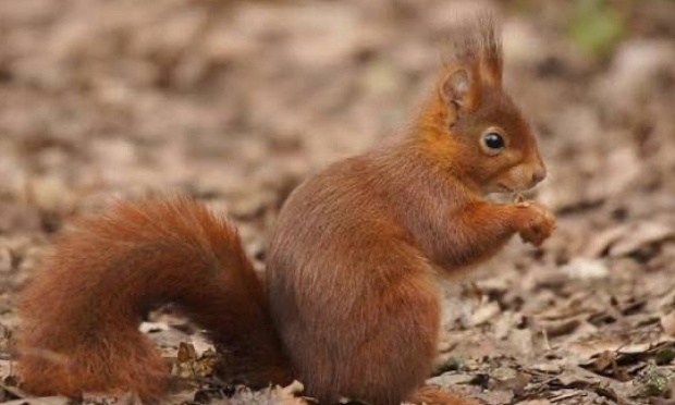 Non à la dérogation : protégeons les espèces de la Côte Sainte-Catherine »
