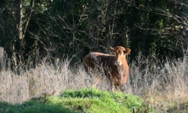 Sauvons Marguerite,  la vache qui ne voulait pas mourir  !