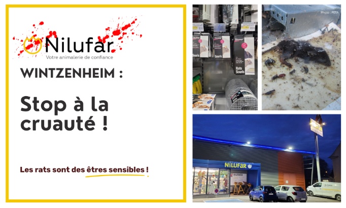 Stop à la cruauté animale au Nilufar Colmar-Wintzenheim
