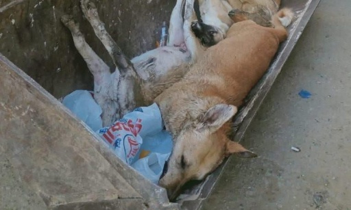 Au secours des chiens errants en souffrance - Maroc