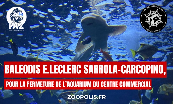 Sarrola-Carcopino : Pour la fermeture de l’aquarium du centre commercial Baleodis E.Lecler