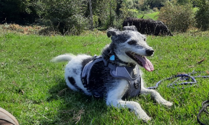 Pour une mobilisation urgente afin de retrouver mon chien Zack