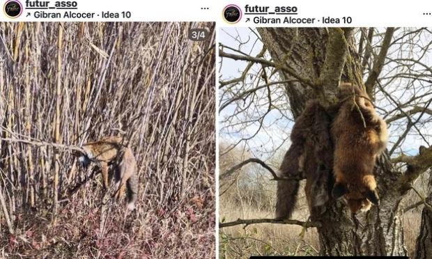 Justice pour les renards morts suspendus dans des arbres