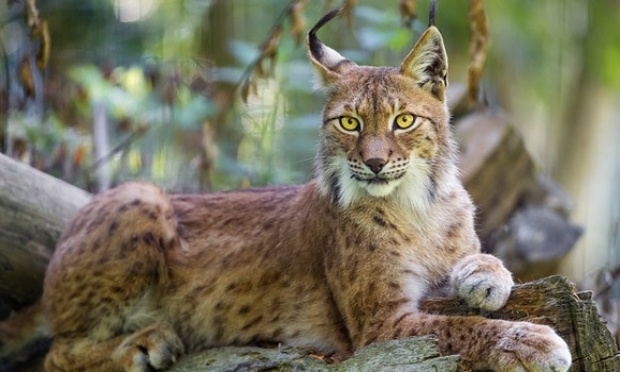 Justice exemplaire pour la femelle  lynx lapid&eacute;e et fusill&eacute;e dans l'Ain.
