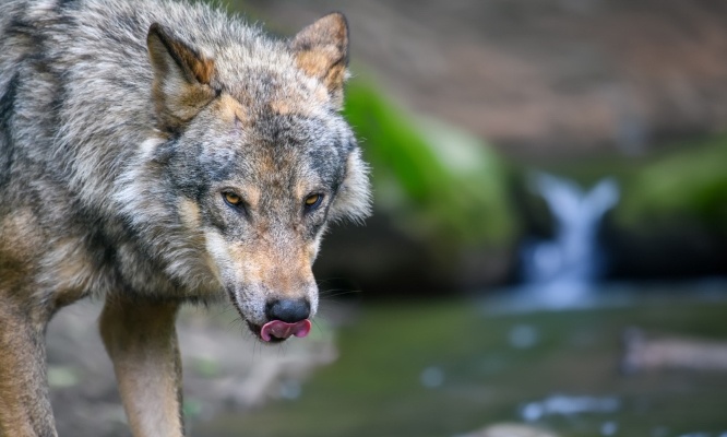 Interdisez l'abattage des loups et prot&eacute;gez notre &eacute;cosyst&egrave;me
