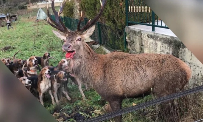 Interdisez la chasse à courre, pratique barbare et archaïque