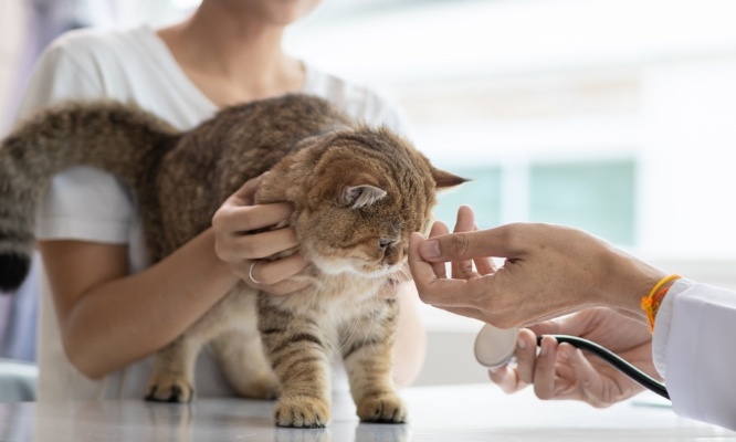 Pour l'ouverture urgente d'un dispensaire social vétérinaire local à Biscarrosse