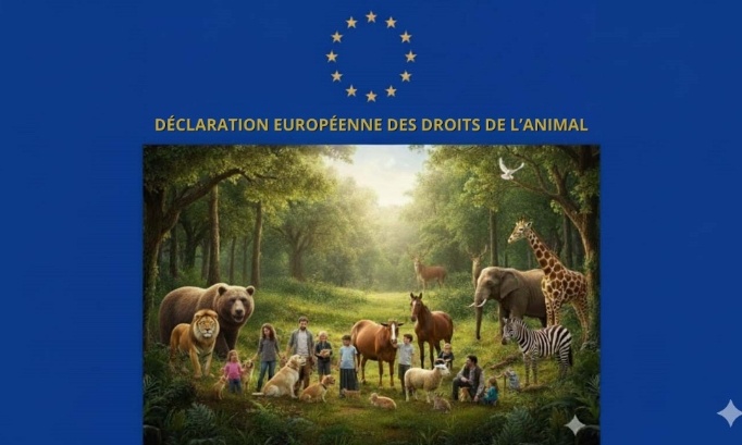 Pour un cadre juridique g&eacute;n&eacute;ral plus favorable aux animaux et &agrave; ceux qui les prot&egrave;gent