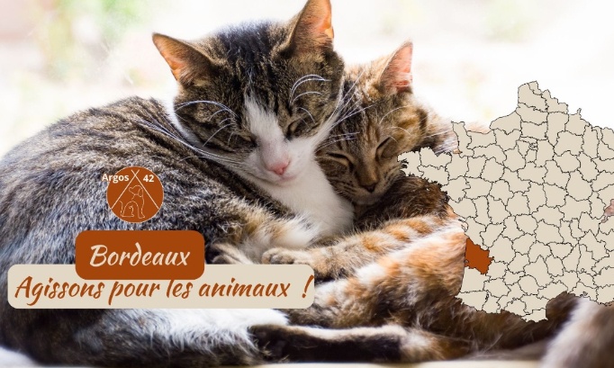 Municipale 2026 : Pour des engagements envers la cause animale  à Bordeaux !