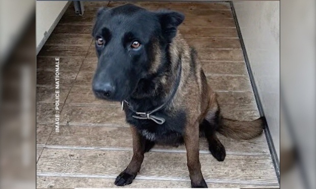 Pour que Dino le chien policier mort en service, reçoive une médaille en hommage à son courage