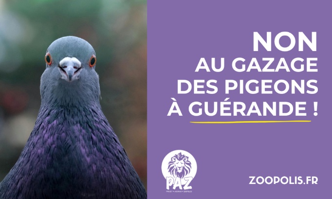 Gu&eacute;rande : stop au gazage des pigeons !