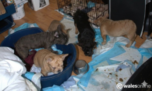 Justice pour les Cardiff 38 : Des sanctions plus strictes pour les &eacute;leveurs de chiots "Hell-House"