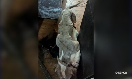 justice pour les 52 animaux de Milford : stop aux éleveurs de la 