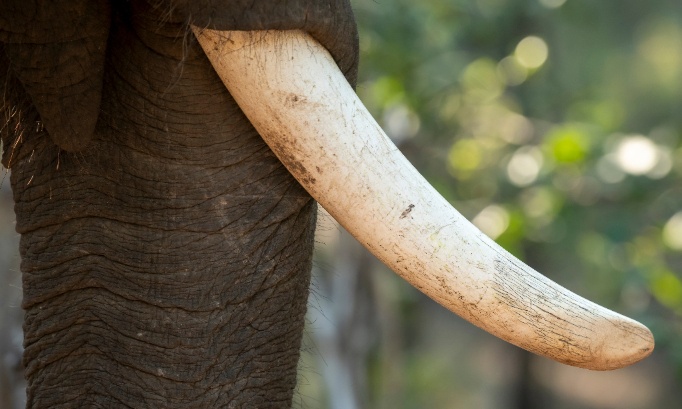 Pour la protection des &eacute;l&eacute;phants contre braconnage et mauvais traitements