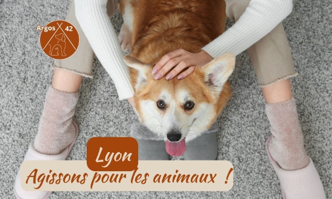 Lyon 202 : Des engagements pour les animaux | Municipale 2026