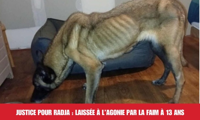 Justice pour Radja : laiss&eacute;e &agrave; l&rsquo;agonie par la faim &agrave; 13 ans