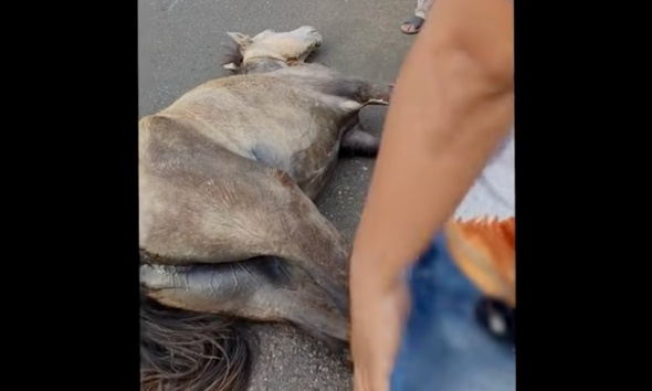 Justice pour le cheval traîné par un camion
