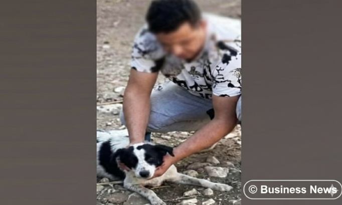 Justice pour le chiot &eacute;gorg&eacute; de Monastir : stop &agrave; la torture animale !